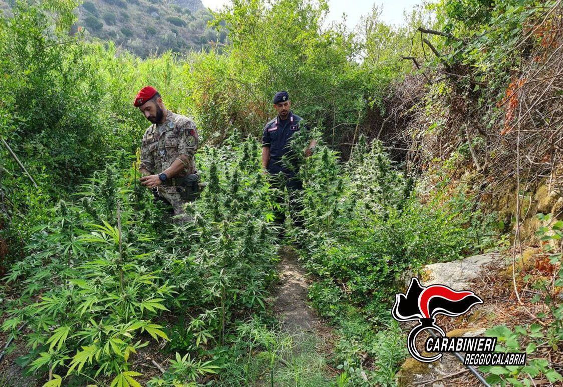 GIOIOSA JONICA CONTRASTO ALLA COLTIVAZIONE DI CANAPA INDIANA, ARRESTATI 3 GIOVANI