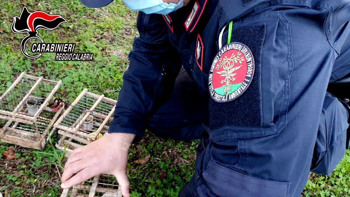 Reggio Calabria (RC) – Deteneva Illegalmente 18 Cardellini Catturati In Natura Una Persona Denunciata