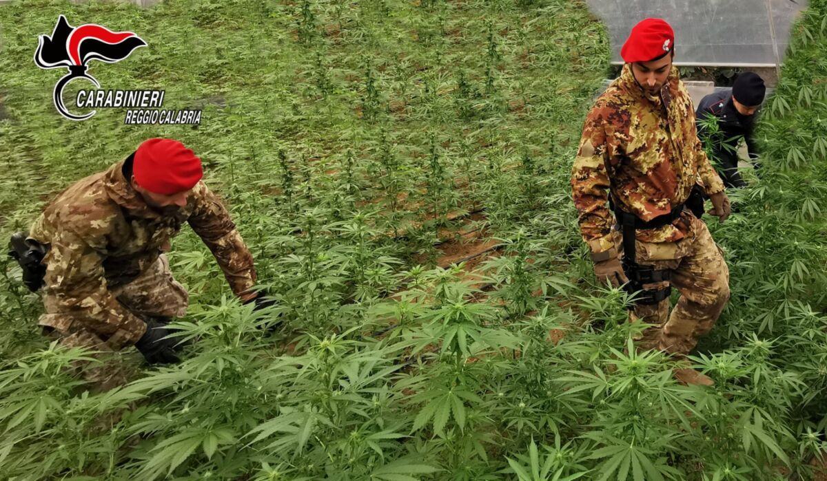 Carabinieri Marijuana