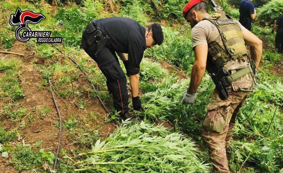 Piantagione Marijuana