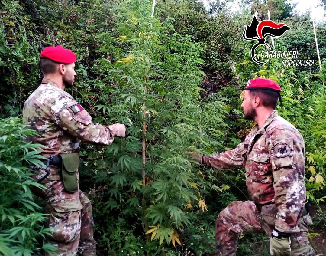 COSOLETO (RC) I CARABINIERI SEQUESTRANO 100 PIANTE DI MARJIUANA 1