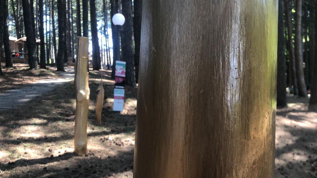 Aspromondo Il Respiro Della Foresta (2)