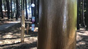 Aspromondo Il Respiro Della Foresta (2)