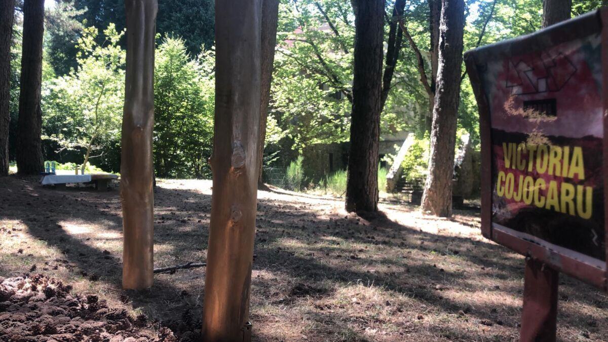 Aspromondo Il Respiro Della Foresta (3)