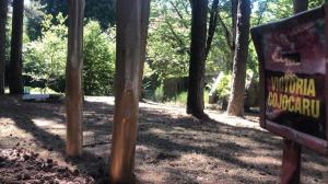 Aspromondo Il Respiro Della Foresta (3)