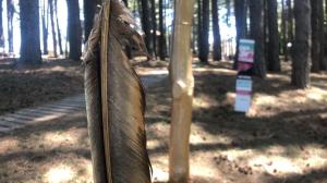 Aspromondo Il Respiro Della Foresta (4)