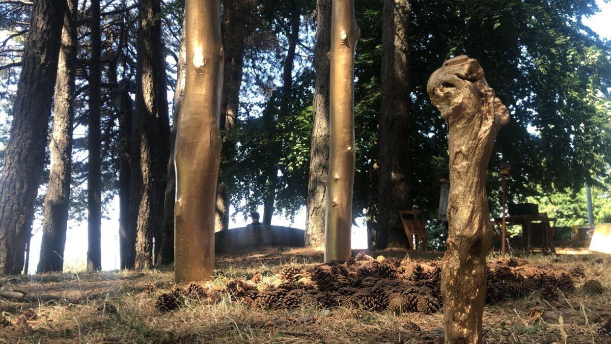 Aspromondo Il Respiro Della Foresta