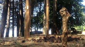 Aspromondo Il Respiro Della Foresta