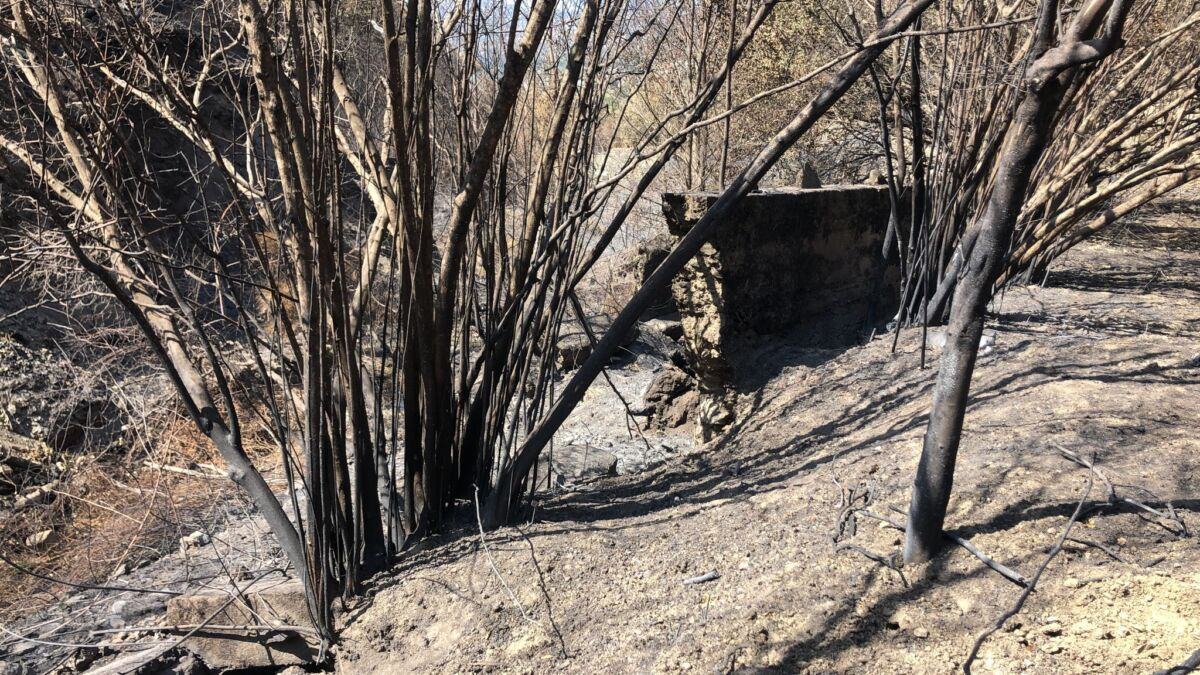 Incendi Aspromonte (3)