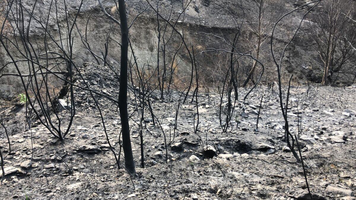 Incendi Aspromonte (4)