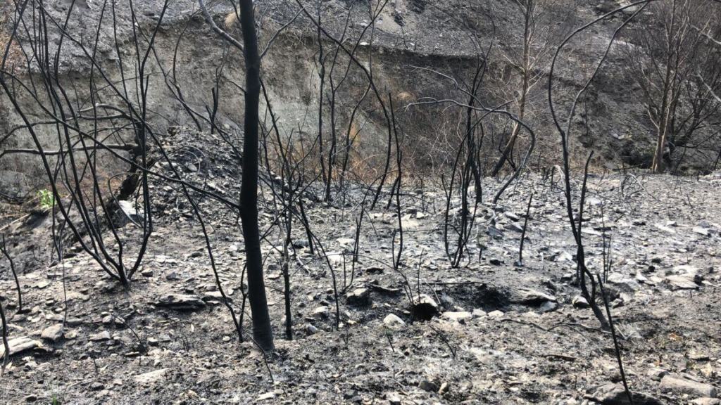 Incendi Aspromonte (4)