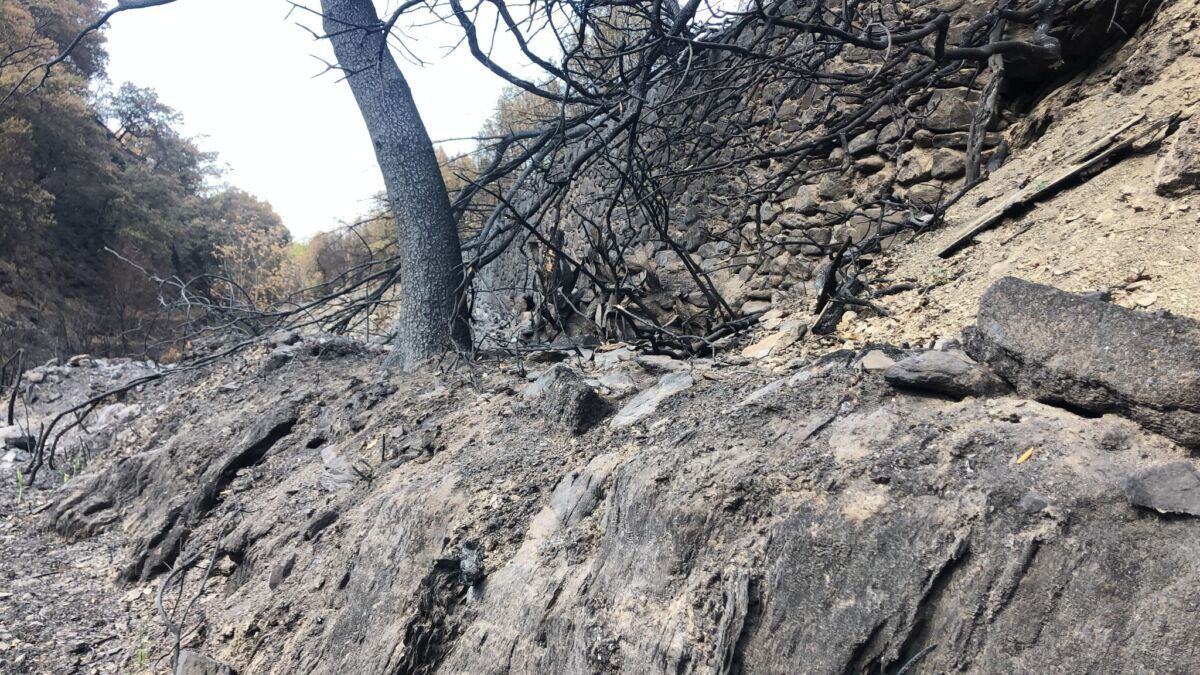 Incendi Aspromonte (5)