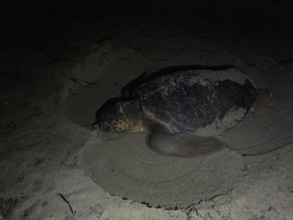 Tartarughe Marine (12)