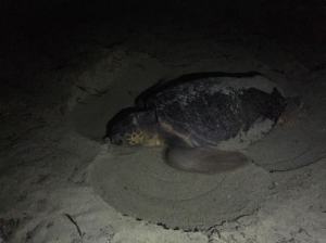 Tartarughe Marine (12)