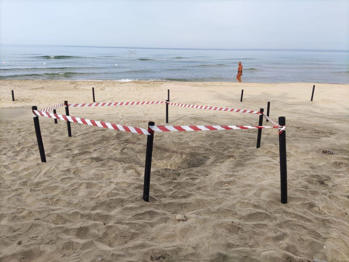 Tartarughe Marine (13)