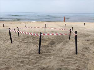 Tartarughe Marine (13)