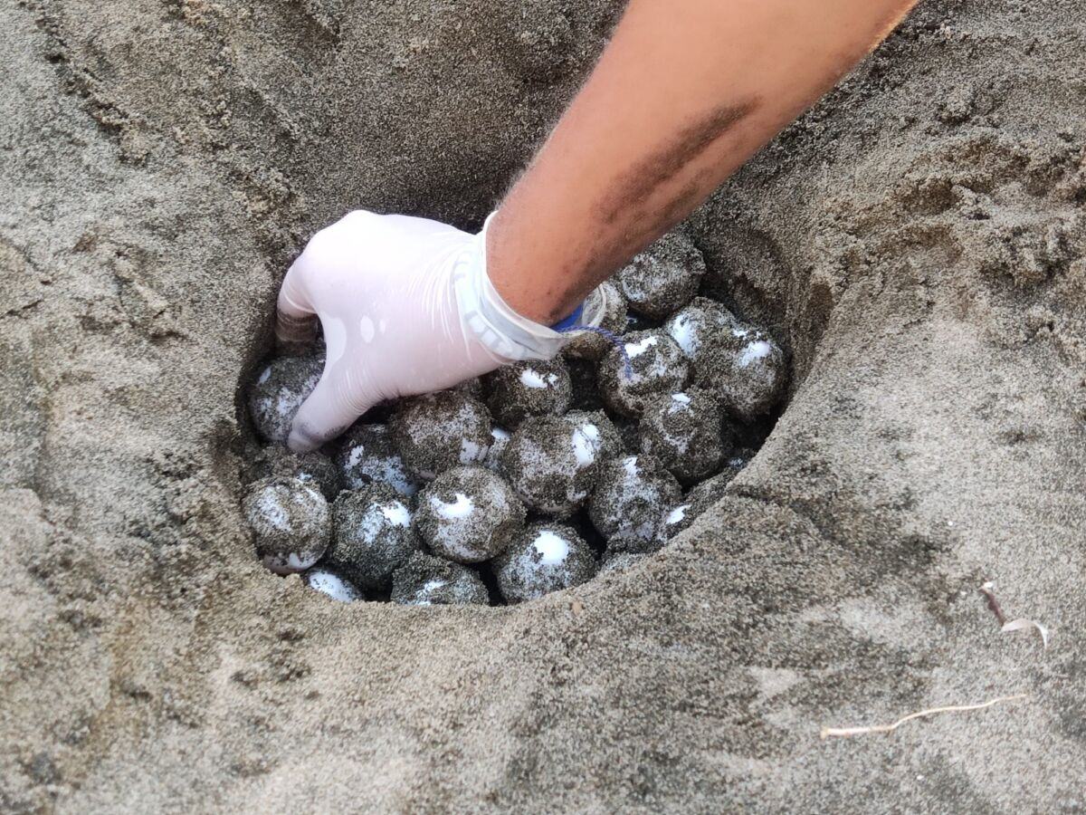 Tartarughe Marine (3)