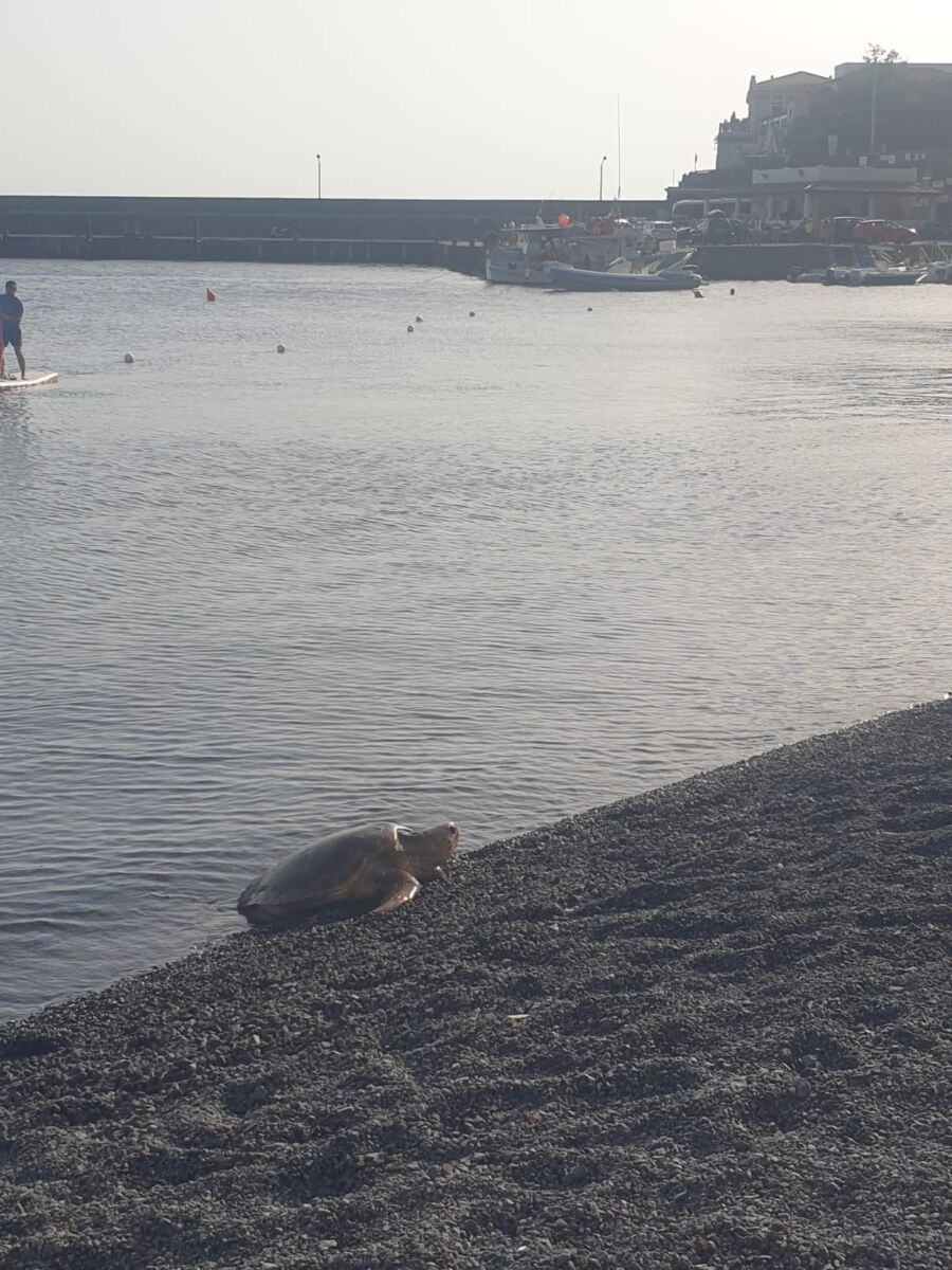 Tartarughe Marine (4)