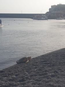 Tartarughe Marine (4)