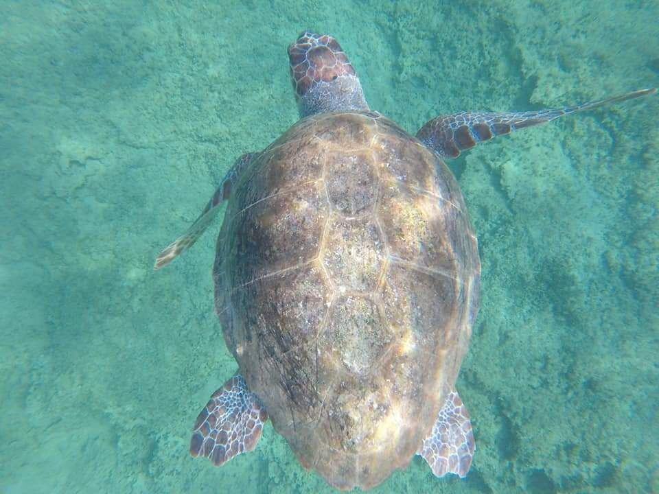 Tartarughe Marine (6)