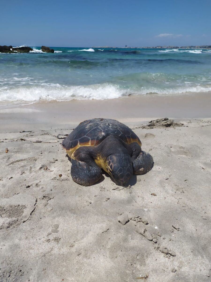 Tartarughe Marine (7)