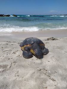 Tartarughe Marine (7)