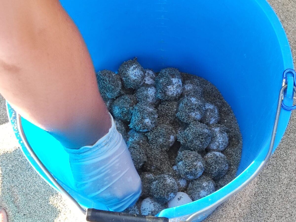 Tartarughe Marine (8)