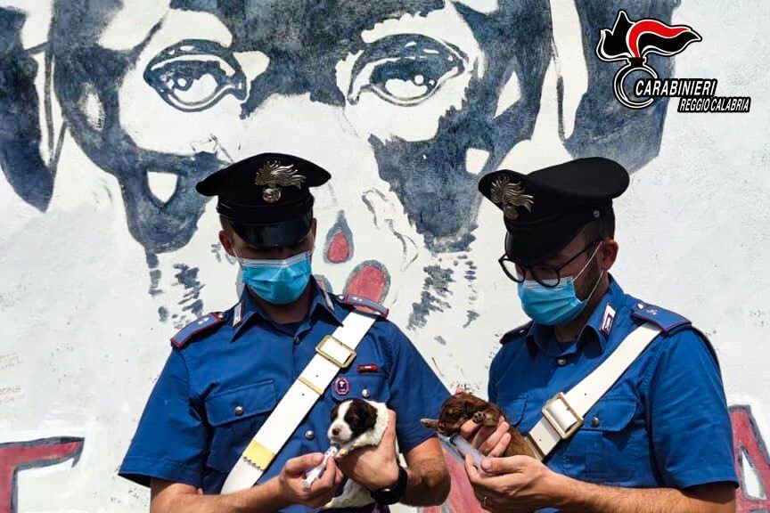 CARABINIERI SALVANO SETTE CUCCIOLI ABBANDONATI