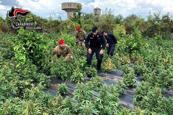 RIZZICONI I CARABINIERI SEQUESTRANO 2500 PIANTE DI MARIJUANA ARRESTATI TRE SOGGETTI 