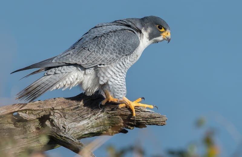 Falco Pellegrino