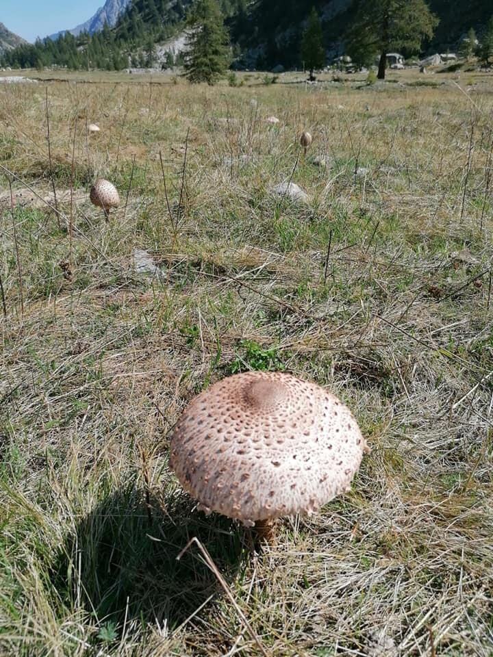 Funghi 3