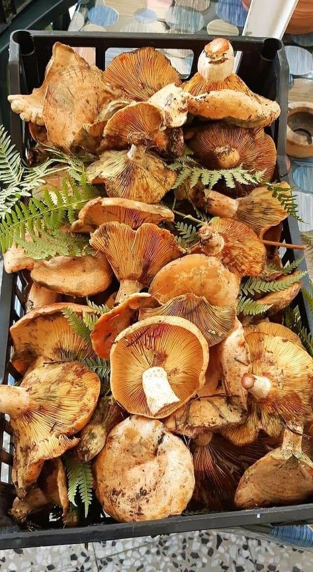 Funghi
