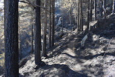 Platania Monte Reventino