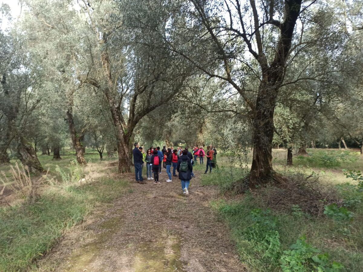 Camminata Tra Gli Olivi 1