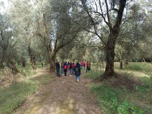 Camminata Tra Gli Olivi 1