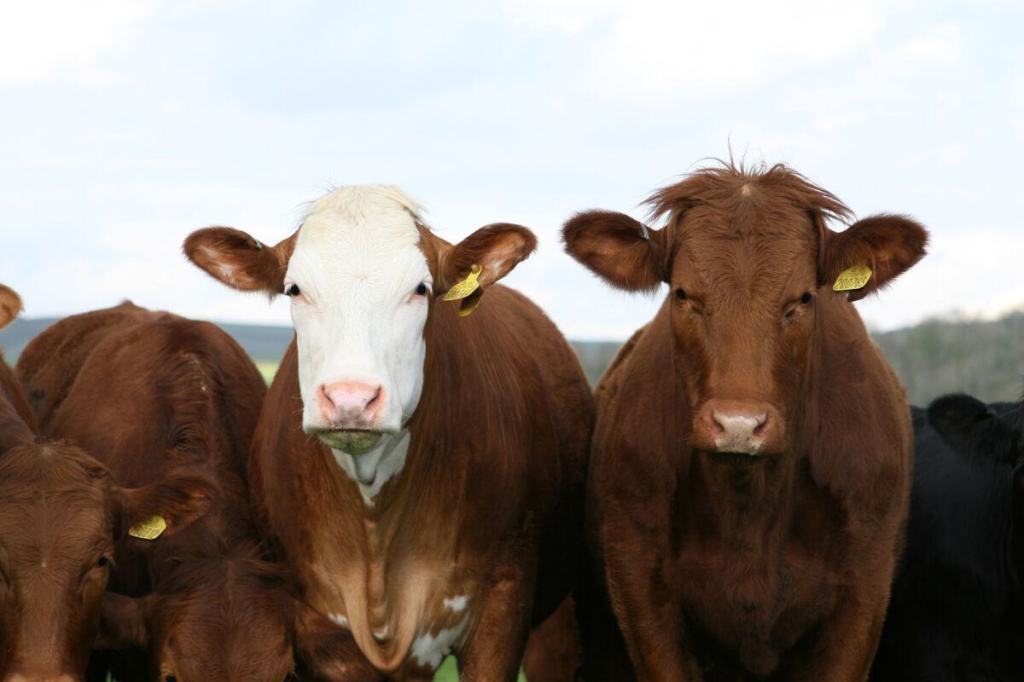 Mucca Fattoria