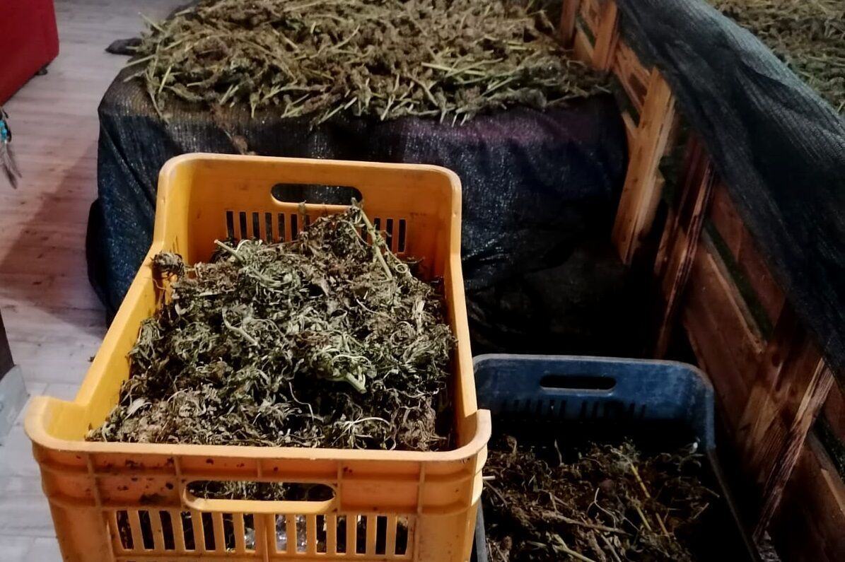Rosarno Impegnati Nel Trasporto E Nella Lavorazione Della Marijuana Quattro Persone Arrestate (1)