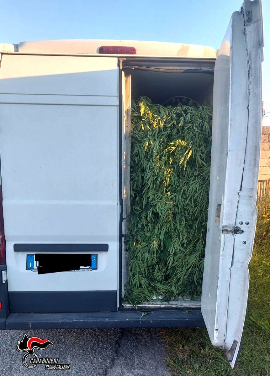 Rosarno Impegnati Nel Trasporto E Nella Lavorazione Della Marijuana Quattro Persone Arrestate (2)