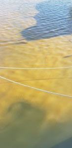 Fioriture Algali Porto Roccella Jonica