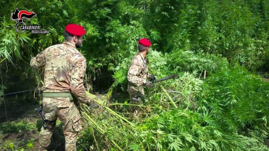 Marijuana Carabinieri