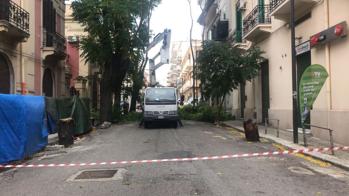Potatura Alberi Reggio Calabria