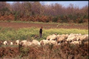 05 Pastore Gregge