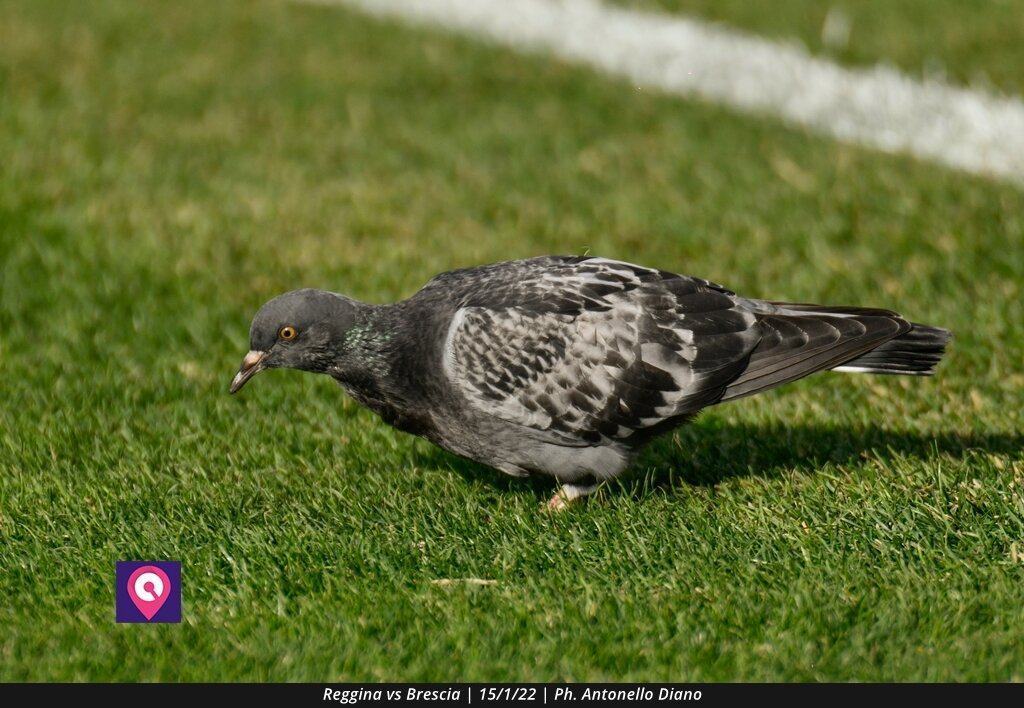 Reggina Brescia (36)