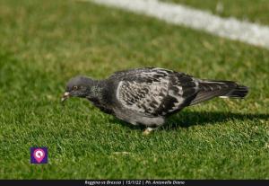 Reggina Brescia (36)