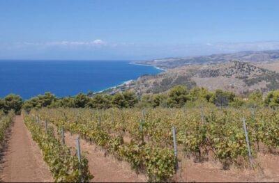 Azienda Vini Nesci