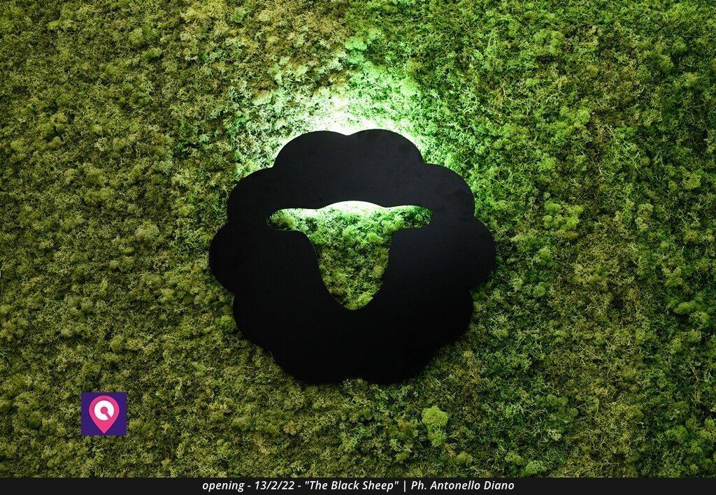 Black Sheep (6)