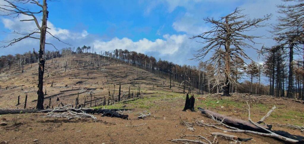 Incendi Aspromonte 1