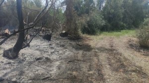 Incendi Palizzi Nesci 2