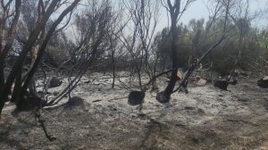 Incendi Palizzi Nesci