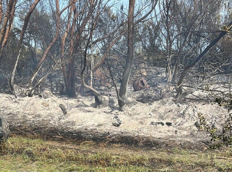 Incendio Palizzi 2